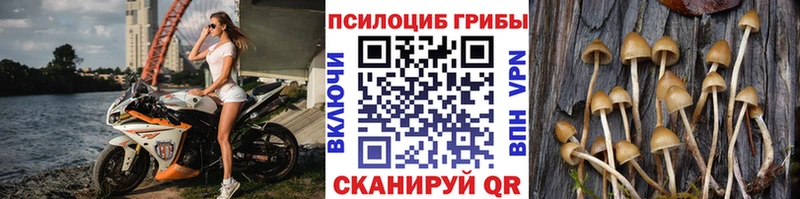 Купить  Алексин  Псилоцибиновые грибы Cubensis 